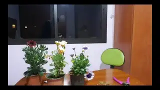 l'entretien de l'osteospermum