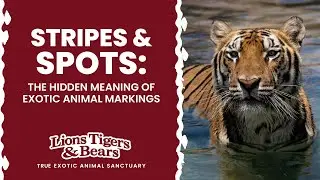 Stripes & Spots The Hidden Meaning of Exotic Animal Markings