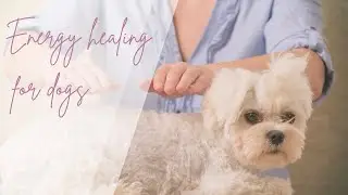 🐶 Energy healing session for dogs - animal healing for pain & discomfort🐶