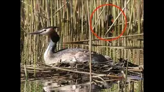 Водяной пастушок (Rallus aquaticus)