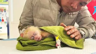 Rescue efforts! Jobi monkey gets medical treatment