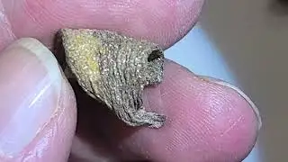 Money tree leaf plasma (crassula or crassula)