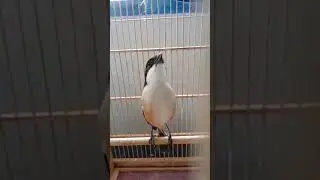 @burung bernyanyi merdu.