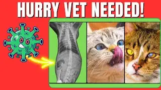 Discover the Most Common Cat Diseases - You Won't Believe the Symptoms!