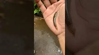mancing ikan channa limbata kecil di sungai😱 #channa #beranda #channalimbata #limbata #shortsvideo