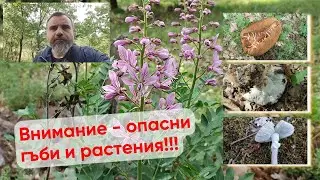 Гъбено време. Отровна Бяла мухоморка, Манатарка с паразитна гъба и една Булка за късмет