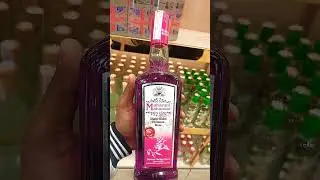 maharani mahansar shahi gulab premium rose