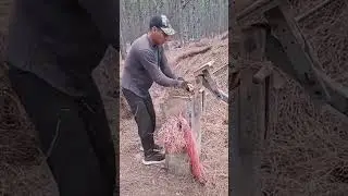 old manual style of making paddy straw bale roll