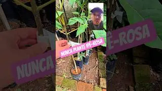 Nunca plante Ip&ecirc;-rosa (Handroanthuspentaphyllus) #arvores #iperoxo #iperosa #ipe #arboriza&ccedil;&atilde;ourbana