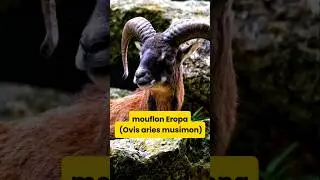 Mouflon Eropa&nbsp;(Ovis aries musimon) #wildlife #animals #nature #binatang