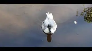 Wilbur The Friendly Duck Races Over When He Sees Us