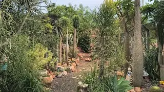 Mostrando plantas que ganhei da minha mãe - coloquei mais uma arte no recanto 