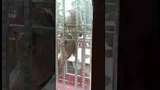 Angry  Bird vs. Mirror! 😂  #comedy   🐦 🌍 | #junglebabbler #ytshorts #shorts #viral #trending