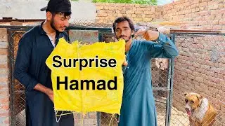 Hamad Pet House Waly Ko Srprise Diya | Hamad Pet House | @ABTraps