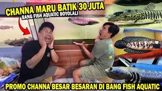 MARU BATIK 30 JUTA? PROMO CHANNA BESAR BESARAN @BANG FISH BOYOLALI