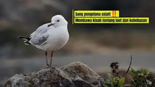 Burung Camar: Penyintas Alam Liar yang sering diremehkan‼️ Dokumenter Alam 