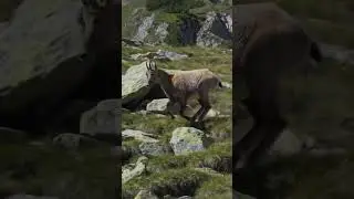 Mountain Goat's Incredible Agility #MountainLife