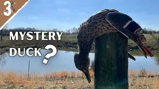 JUMP SHOOTING DUCKS + What Kind of Duck is This?