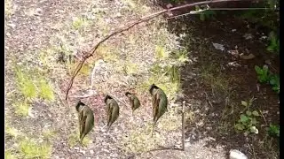 Catch Birds Easy with Fishing Pole and Fish Hook