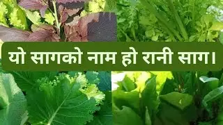 साग टिपेर खानेबेला भएछ।#easter #🥬🥬🥬🥬🥬🥬🥬