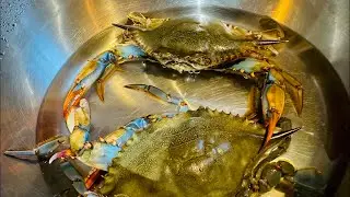 MRS. G  ADVENTURES🇺🇸 is live! LIVE BLUE CLAW CRABS 🦀 #crabs #seafood