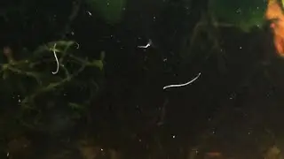 Un CIBO VIVO Spontaneo ed Alternativo