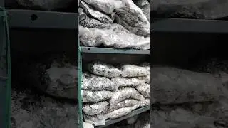 Oxidised Jewellery Raw Material Turkman Gate Delhi Market Artificial Raw material #jewellery #yt