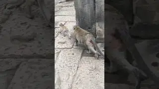 Monkeys at Bayon Temple #animals #monkeys #angkorthom