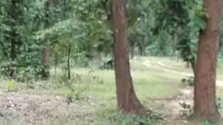 Sanjay dubari tiger jungle safari 7987694046