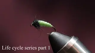 Life cycle series part 1: Grannom caddis larvae #flytying #flyfishing #wildtrout #caddis
