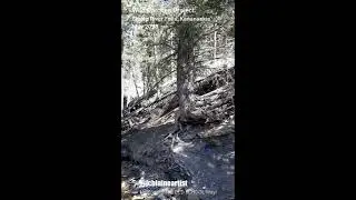 Wild Patches Project - Sheep River Falls, Kananaskis #2