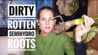 #rootRot #semihydroponics DIRTY ROTTEN SEMIHYDRO SECRETS | ROOT ROT AND HOW I DEAL WITH IT