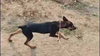 Dobarman puppy dog runing 