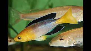 Cyprichromis sp  'leptosoma jumbo' Kekese 
