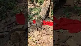 Wild monkey relaxing #monkey #wildmonkey #shortsvideo