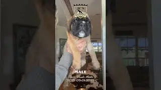 Gorgeous Male JCS Boxer Fawn Black Mask 100% European bloodlines DOB 05/01/25