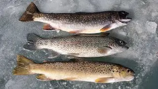 Ice fishing Georgetown lake catching multiple species through the ice!! 2021 Ice fishing season