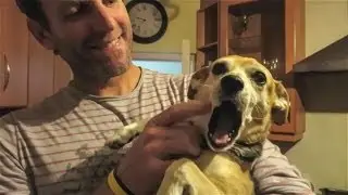 AWESOME DOGS!