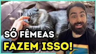 Só Gatas Fêmeas Fazem Isso... A Razão Vai TOCAR Seu Coração