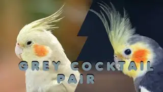 GREY COCKTAIL BIRDS #beauty #birds #animals #nature #vlog