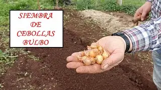 Mini-Bulbos de Cebolla || Otra forma de sembrar CEBOLLAS