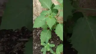 V&aacute;rias Ervas Medicinais