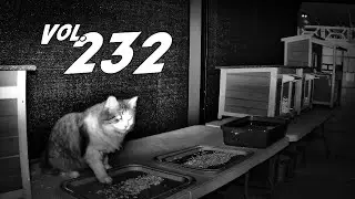 The Mad Katter Vol. 232