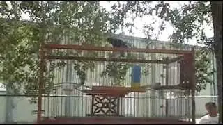 negritos de cuba
