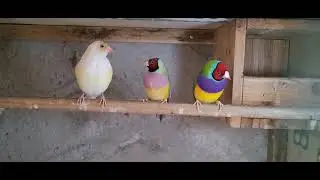 colourful Java fenches