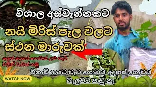 අලුත් ටෙකනොලොජියෙන් අනාගත කෘෂිය 2025 🌶 |  My Smart Chili Farm🚜 2025 What's New? (Future of Farming!)