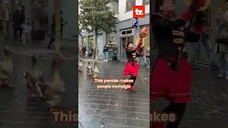 Cute Moment of Geese Parade in the Netherlands