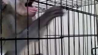 CUTE BABY MONKEY