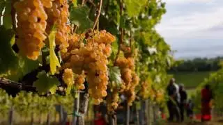 ITALIA TIERRA DEL VINO