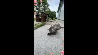 This cat loves it when I come here #Cat #cat_lovers #catlovers